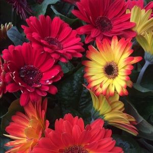 Meet your Posher, Patti